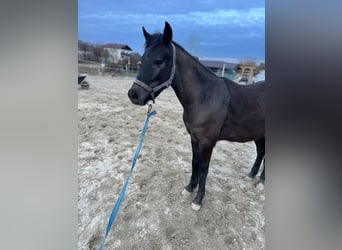 Pony tedesco Mix, Castrone, 15 Anni, 135 cm, Leardo