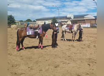 Pony tedesco, Castrone, 15 Anni, 142 cm, Baio