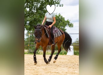 Pony tedesco, Castrone, 15 Anni, 142 cm, Baio