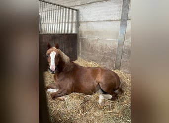 Pony tedesco, Castrone, 15 Anni, 142 cm, Sauro