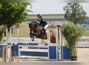 Pony tedesco, Castrone, 15 Anni, 143 cm, Baio