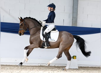 Pony tedesco, Castrone, 15 Anni, 145 cm, Baio scuro