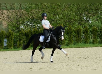 Pony tedesco, Castrone, 15 Anni, 147 cm, Morello