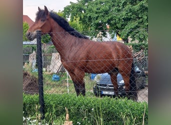 Pony tedesco, Castrone, 15 Anni, 148 cm, Baio
