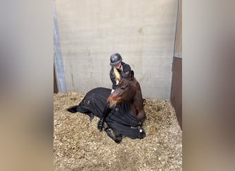 Pony tedesco, Castrone, 15 Anni, 148 cm, Baio