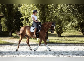 Pony tedesco, Castrone, 15 Anni, 148 cm, Sauro