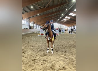 Pony tedesco, Castrone, 15 Anni, 148 cm, Sauro