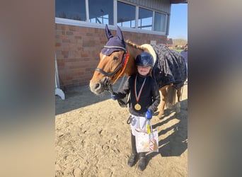 Pony tedesco, Castrone, 15 Anni, 148 cm, Sauro