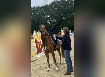 Pony tedesco, Castrone, 15 Anni, 148 cm, Sauro