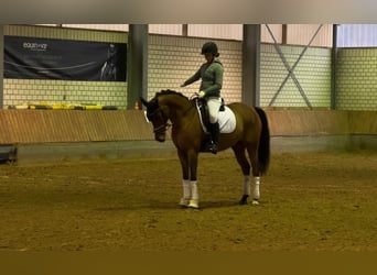 Pony tedesco, Castrone, 15 Anni, 149 cm, Baio