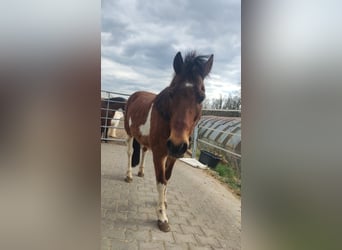 Pony tedesco, Castrone, 16 Anni, 126 cm, Baio chiaro