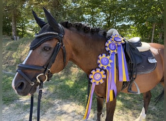 Pony tedesco, Castrone, 16 Anni, 142 cm, Baio scuro