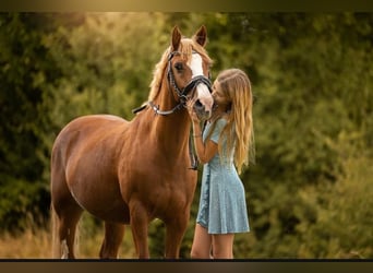 Pony tedesco, Castrone, 16 Anni, 142 cm, Sauro