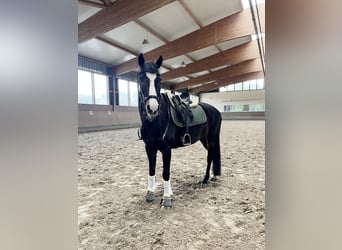 Pony tedesco, Castrone, 16 Anni, 146 cm, Morello