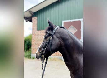 Pony tedesco, Castrone, 16 Anni, 146 cm, Morello