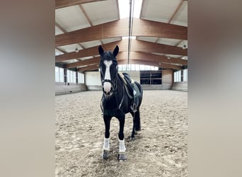 Pony tedesco, Castrone, 16 Anni, 146 cm, Morello