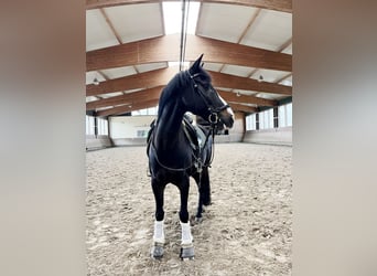 Pony tedesco, Castrone, 16 Anni, 146 cm, Morello