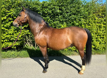 Pony tedesco, Castrone, 16 Anni, 147 cm, Baio