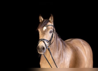 Pony tedesco, Castrone, 16 Anni, 147 cm, Falbo