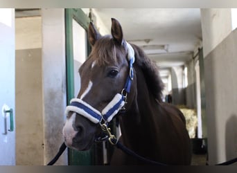Pony tedesco, Castrone, 16 Anni, 147 cm, Sauro scuro
