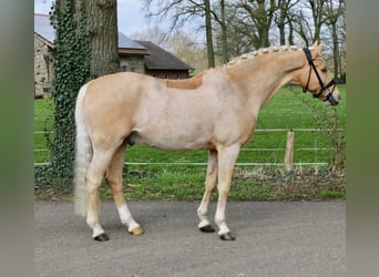 Pony tedesco, Castrone, 16 Anni, 148 cm, Palomino