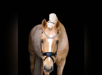 Pony tedesco, Castrone, 16 Anni, 148 cm, Palomino