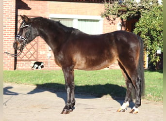 Pony tedesco, Castrone, 17 Anni, 147 cm, Baio scuro