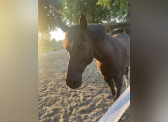 Pony tedesco, Castrone, 17 Anni, 148 cm, Morello