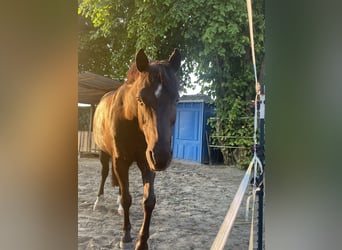 Pony tedesco, Castrone, 17 Anni, 148 cm, Morello