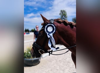 Pony tedesco, Castrone, 18 Anni, 143 cm, Sauro