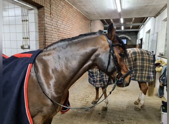 Pony tedesco, Castrone, 19 Anni, 148 cm, Baio