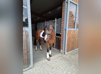 Pony tedesco, Castrone, 19 Anni, 148 cm, Baio