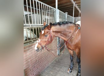 Pony tedesco, Castrone, 19 Anni, 148 cm, Baio