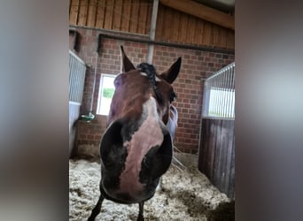 Pony tedesco, Castrone, 19 Anni, 148 cm, Baio