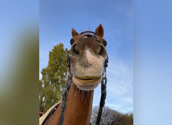 Pony tedesco, Castrone, 19 Anni, 148 cm, Sauro
