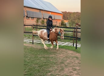 Pony tedesco, Castrone, 19 Anni, Grigio rossastro