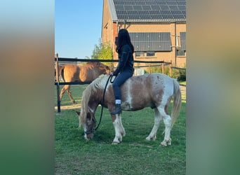 Pony tedesco, Castrone, 19 Anni, Grigio rossastro