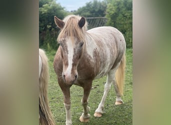 Pony tedesco, Castrone, 19 Anni, Grigio rossastro