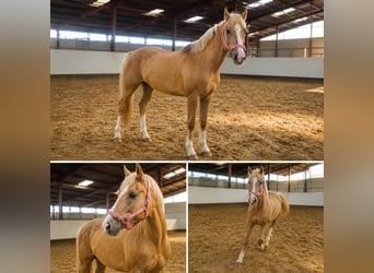 Pony tedesco Mix, Castrone, 1 Anno, 152 cm, Sauro scuro