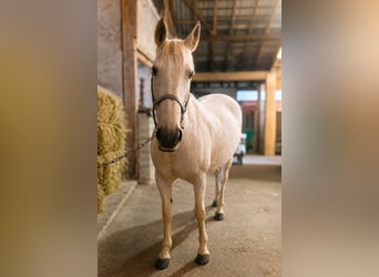 Pony tedesco Mix, Castrone, 1 Anno, 152 cm, Sauro scuro
