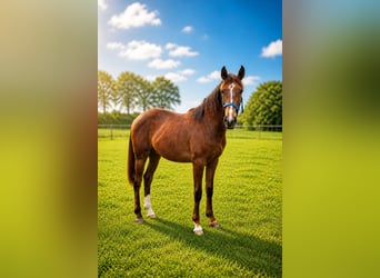 Pony tedesco Mix, Castrone, 1 Anno, 152 cm, Sauro scuro