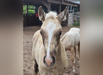 Pony tedesco, Castrone, 1 Anno, 160 cm, Palomino