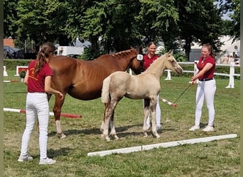 Pony tedesco, Castrone, 1 Anno, 160 cm, Palomino
