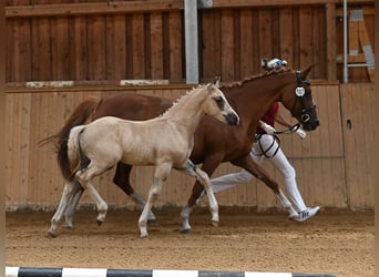 Pony tedesco, Castrone, 1 Anno, 160 cm, Palomino