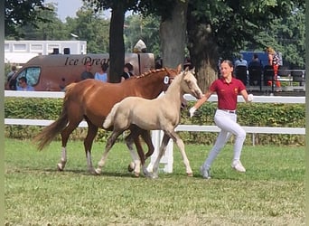Pony tedesco, Castrone, 1 Anno, 160 cm, Palomino