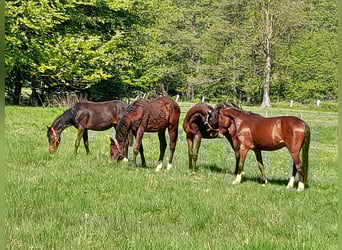 Pony tedesco, Castrone, 1 Anno, Baio