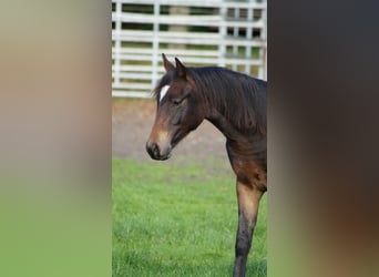 Pony tedesco, Castrone, 1 Anno, Baio scuro