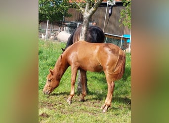 Pony tedesco, Castrone, 1 Anno, Sauro