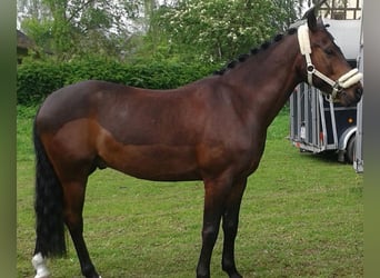 Pony tedesco, Castrone, 20 Anni, 148 cm, Baio scuro