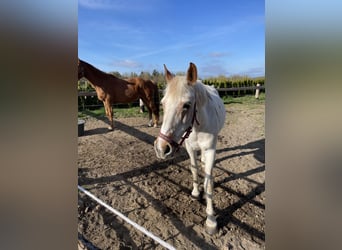 Pony tedesco, Castrone, 23 Anni, 147 cm, Grigio rossastro